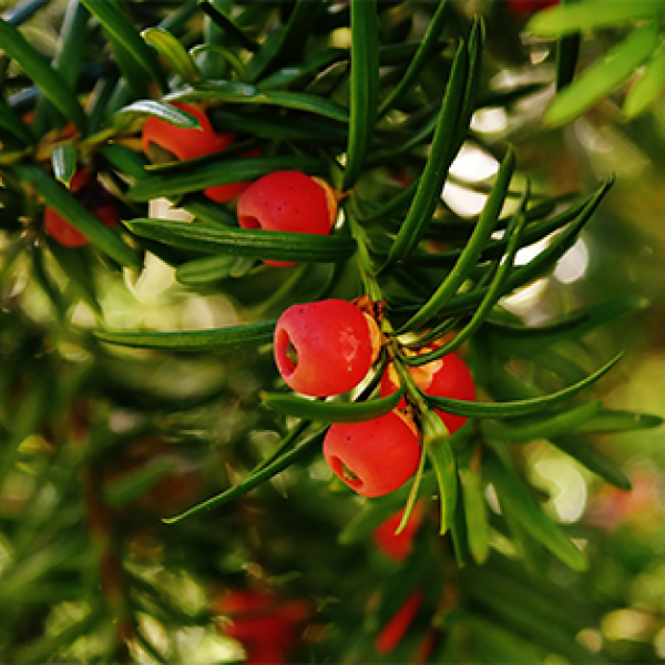 Taxus